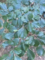 Phyllonorycter maestingella