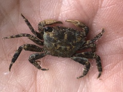 Pachygrapsus