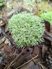 Cladonia subtenuis