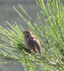 Emberiza schoeniclus