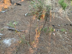Acacia longifolia