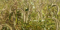 Setaria viridis major