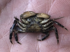 Pachygrapsus