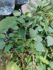 Solanum nigrum