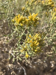 Chrysothamnus viscidiflorus