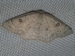 Cyclophora albipunctata