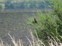 Emberiza schoeniclus