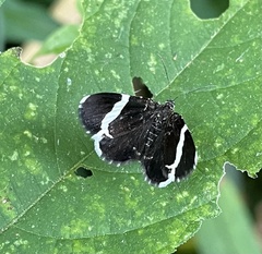 Trichodezia albovittata