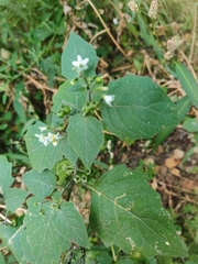 Solanum nigrum