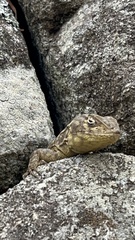 Stenocercus crassicaudatus