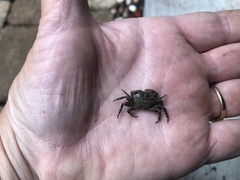 Pachygrapsus