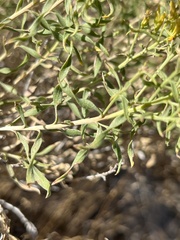 Chrysothamnus viscidiflorus