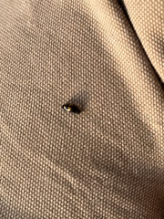 Glischrochilus fasciatus