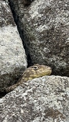 Stenocercus crassicaudatus