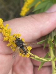 Tachina fera