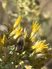 Chrysothamnus viscidiflorus