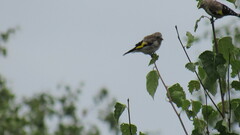 Carduelis carduelis