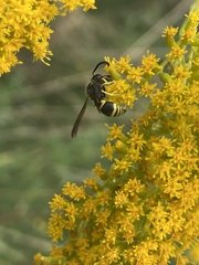 Ancistrocerus parietum