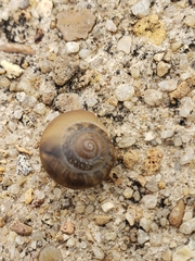 Bradybaena similaris