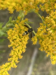 Ancistrocerus parietum