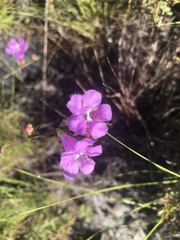 Agalinis filifolia