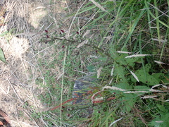 Scrophularia auriculata