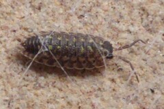 Porcellio spinicornis