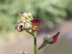 Scrophularia auriculata