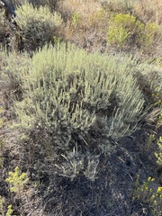 Artemisia tripartita
