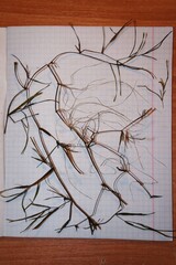 Potamogeton compressus