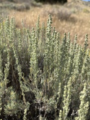 Artemisia tripartita