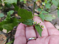 Galinsoga quadriradiata