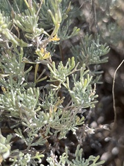 Artemisia tripartita