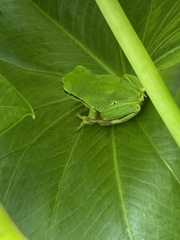 Hyla arborea