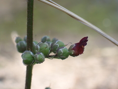 Scrophularia auriculata