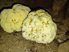 Abortiporus biennis