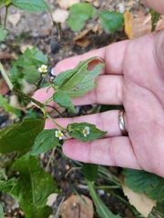 Galinsoga quadriradiata