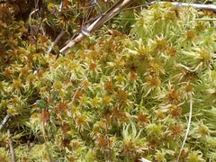 Sphagnum palustre