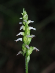 Spiranthes ovalis