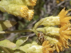 Cryptocephalus spurcus