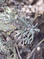 Artemisia tripartita