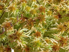 Sphagnum palustre