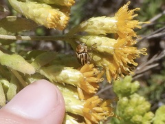 Cryptocephalus spurcus