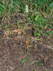 Spiranthes ovalis