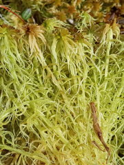 Sphagnum palustre