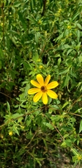 Bidens aristosa