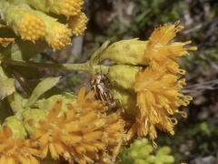 Cryptocephalus spurcus