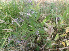 Symphytum officinale