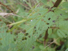 Scrophularia auriculata
