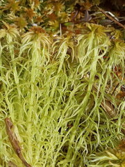 Sphagnum palustre